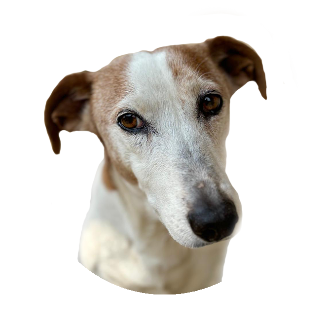 BrandyHeadshot