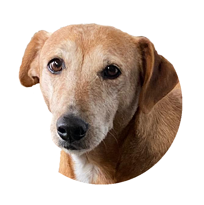 Headshotscotch